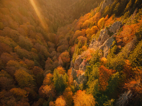 Aerial perspective over the forest in autumn season