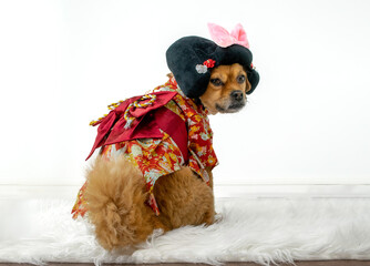 Cute dog wearing Japanese kimono and wig costume
