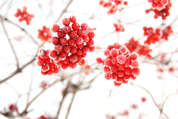 Winter frozen viburnum under the snow. Viburnum in the snow. Red berries. Wonderful winter. Hoarfrost