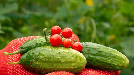 Side view cucumbers and tomatoes in the hands of the farmer on green garden background