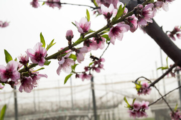 Abeja sobre volando las flores de nectarina en el mes de febrero 