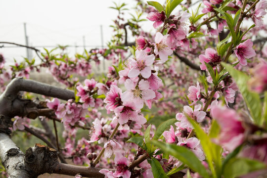 floraci&oacute;n de las nectarinas en el mes de febrero en el mediterr&aacute;neo