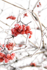 Winter frozen viburnum under the snow. Viburnum in the snow. Red berries. Wonderful winter. Hoarfrost