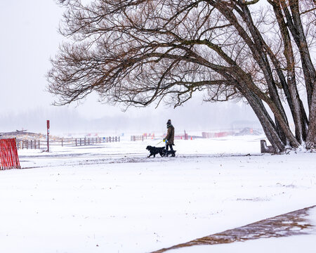A dog walker in a snow storm under the canopy of a leafless willow tree