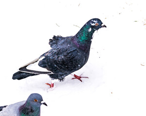 Feral pigeons (Columba livia domestica) during snow storm in the Toronto Beaches 