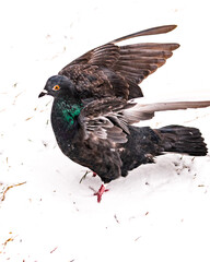 Feral pigeons (Columba livia domestica) during snow storm in the Toronto Beaches 