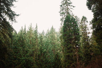 Fog though Pacific Northwest trees