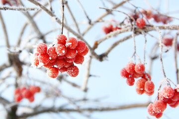 Winter frozen viburnum under the snow. Viburnum in the snow. Red berries. Wonderful winter. Hoarfrost