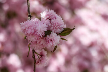Cherry tree in full bloom. Sakura branch close-up.