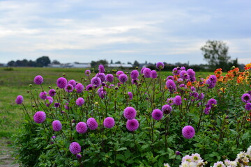 field of dahlia flowers and purple with green leave blue sky beautiful garden in netherland