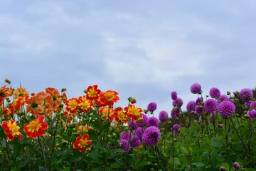 Fototapeten field of dahlia flowers orange and purple with green leave blue sky beautiful garden in netherland © Yadag