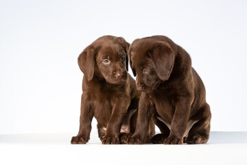 Two young brown labrador retriever pups having a quiet conversation isolated on a white background.