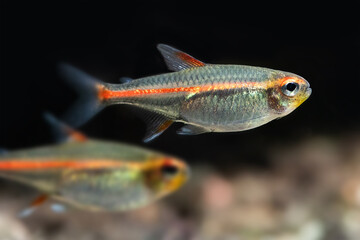 Macro view aquarium fish Glowlight tetra or Hemigrammus erythrozonus. Shallow depth of field