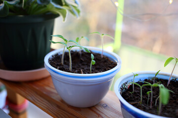 Growing tomato seedlings in plastic white round yogurt container on eco wooden brown shelf near...