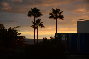 palmy na tle zachodu słońca 