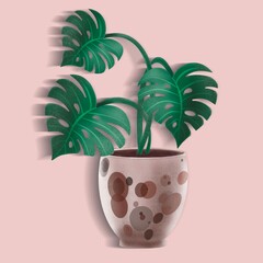 flower monstera  in a modern design clay pot on a pink background 