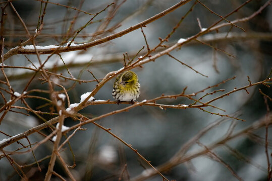 GIRLITZ (feminin) . Serinus serinus . European serin (female)