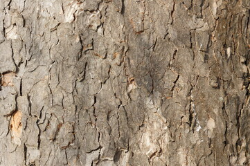 tree bark close up. bark of an old giant tree. tree bark textures, patterns and background