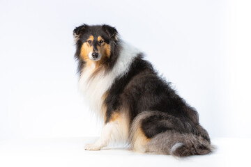Scottish Collie on a white background looking to at the camera