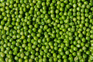 Fototapeta na wymiar close up pile of fresh picked and cleaned organic garden farm peas
