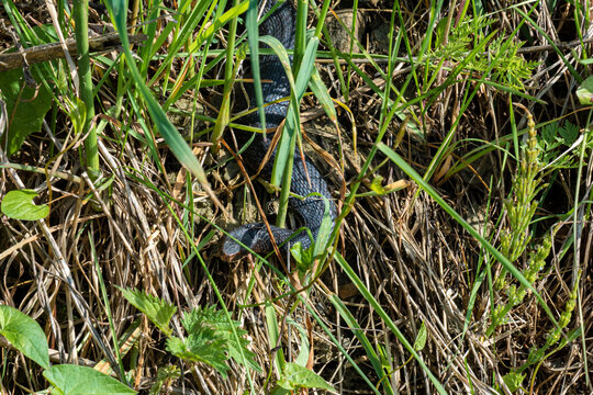 Carpathian viper hunts in disguise in the green grass. A poisonous black snake hides in the steppes of Ukraine.
