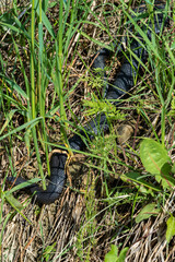 Naklejka premium Carpathian viper hunts in disguise in the green grass. A poisonous black snake hides in the steppes of Ukraine.
