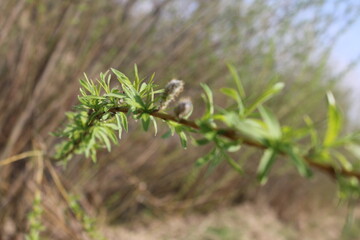 small green leaves on the branches spring