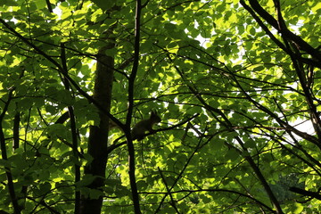 squirrel on a tree in summer