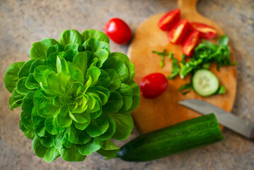 Plant of green salad in flowerpot on the table