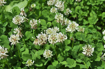White clover blooms