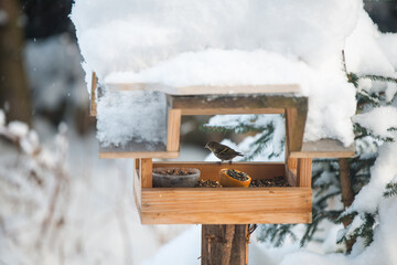 Bird-feeder with snow on the with bird and seeds inside.