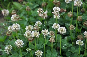 White clover blooms
