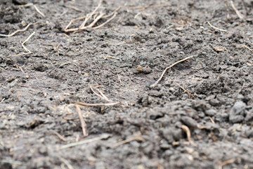 Grey dry soil with roots.