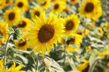 Fototapeta premium closeup sunflower in field