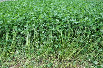 In the spring field young clover grows
