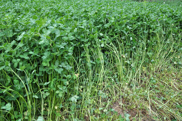 In the spring field young clover grows