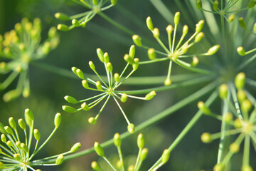 Dill (Anethum graveolens) grows in the garden