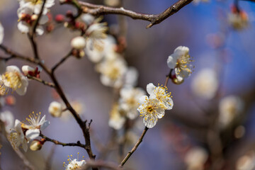 白梅と青空、2月の横浜大倉山公園