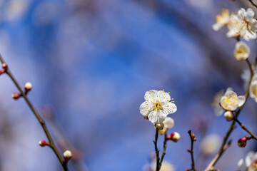 白梅と青空、2月の横浜大倉山公園