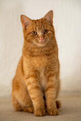JUNGER ROTER KATER . YOUNG RED TOMCAT