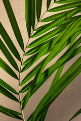 Beautiful green leaf of palm plant