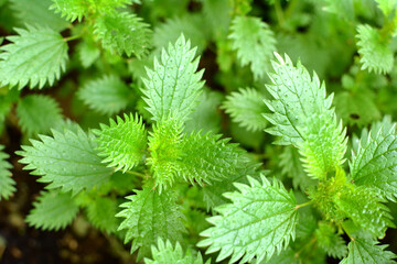 In nature grows stinging nettles (Urtica urens)