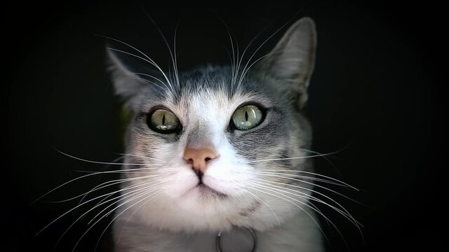 Cat face with green eyes