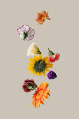 Creative arrangement with various spring flowers against pastel beige background. Minimal nature concept. - 411016070