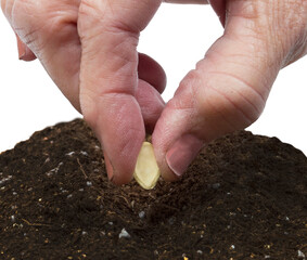 Older Hand Planting a Vegetable Seed