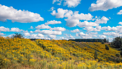 Solidago canadensis flowers in bright yellow on the slope of the ravine in autumn.