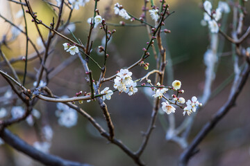 白梅と蕾、2月横浜大倉山公園