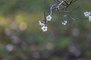 白梅と蕾、2月横浜大倉山公園