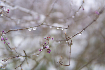 red multiflora rose covered by white snow in winter