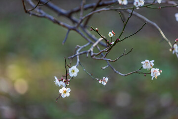 白梅と蕾、2月横浜大倉山公園